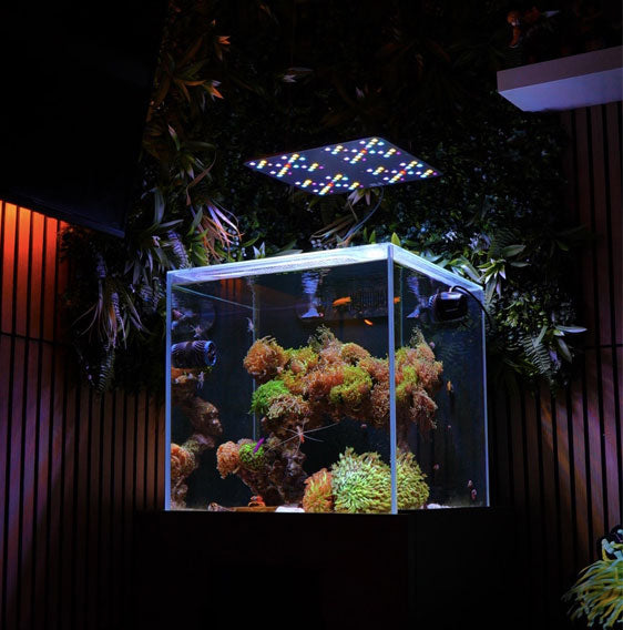 Densos Reef
